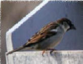Sparrow sparrow information biology id control