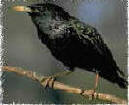 Starling black bird information biology id control