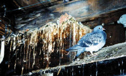 Pigeon feces can build up in  a very short time - smells awfull