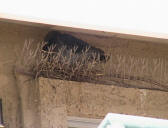 Dirty bird pictures and some really bad bird control