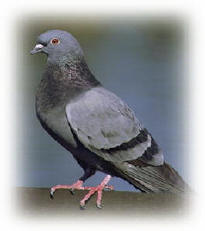 Pigeons pigeon pest pigeon information biology id control