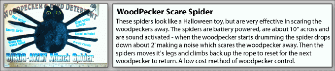 Gila Woodpecker scare spiders are very effective
