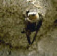 Cliff swallow, barn swallows information biology id control