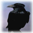 Crow raven information biology id control