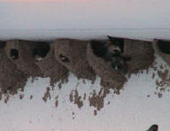 Cliff swallow control of mud nests