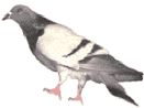 Pigeons need a flat surfce to walk on most don't hang out in trees