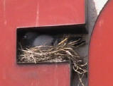 Pigeon control nesting inside a building sign letter