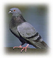 Feral Pigeon - Colunbia livia