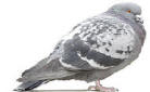 Grey Pigeon sitting