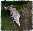 Check out Gila Woodpeckers of Arizona