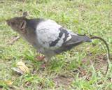 Control Flying Rat call Arizona Wings N Stings